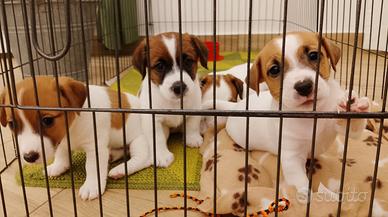 Jack Russell Terrier