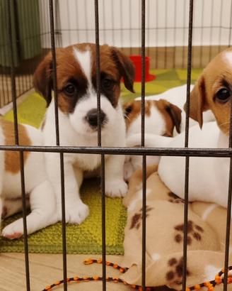 Jack Russell Terrier