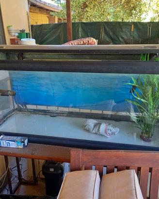 Acquario pesci