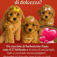 Barboncine nane alla conquista del mondo