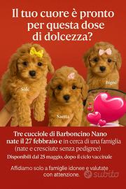 Barboncine nane alla conquista del mondo