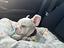 Immagine 4