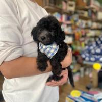 Barboncini silver grigio