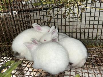 Conigli