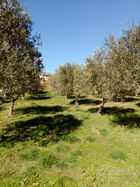 Terreno con oliveto Casalbore AV