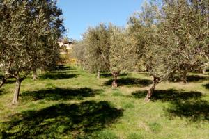 Terreno con oliveto Casalbore AV