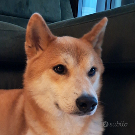 Shiba inu