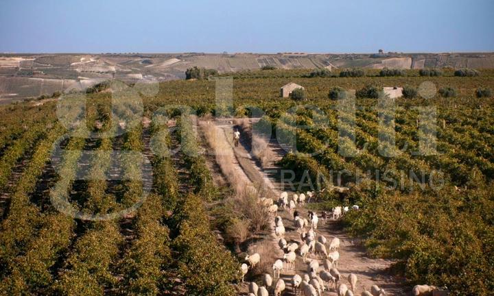 Villa singola Marsala [006/25VRG]