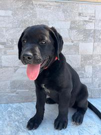 Labrador 