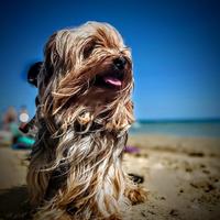 Yorshire toy maschio per accoppiamento