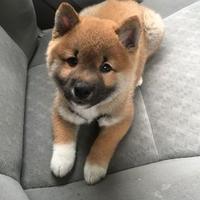 Shiba inu cuccioli