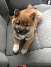 Shiba inu cuccioli