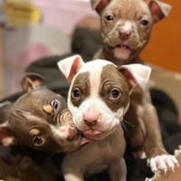 Cuccioli pitbull