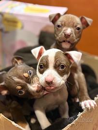 Cuccioli pitbull