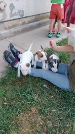 Cucciole di bull terrier standard