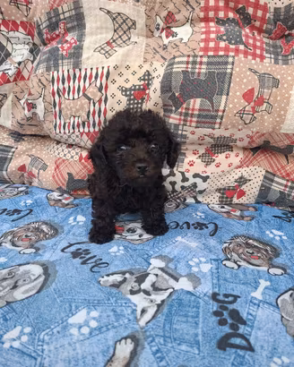 cucciolo di barboncino toy 