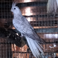 Pappagalli calopsite