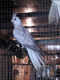 Pappagalli calopsite