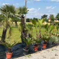 PALME DA GIARDINO