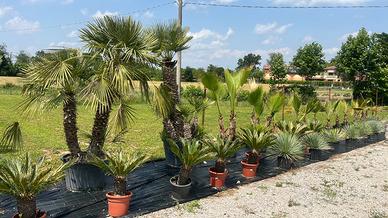 PALME DA GIARDINO