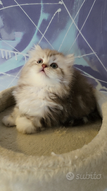 Scottish Straight e Fold