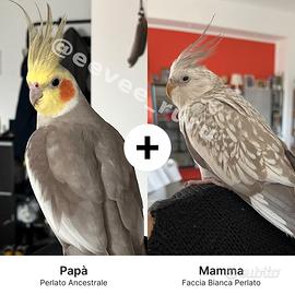 Cuccioli di Calopsite - Allevati a mano con cura