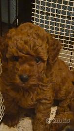 Toy red con pedigree enci