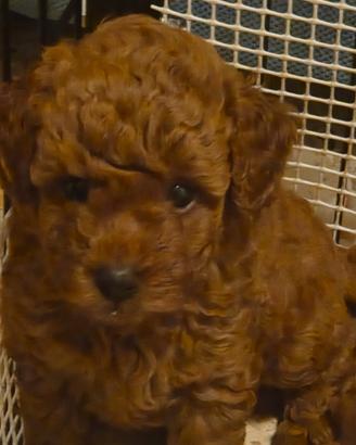 Toy red con pedigree enci