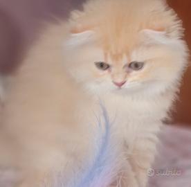 Scottish fold e Highland fold