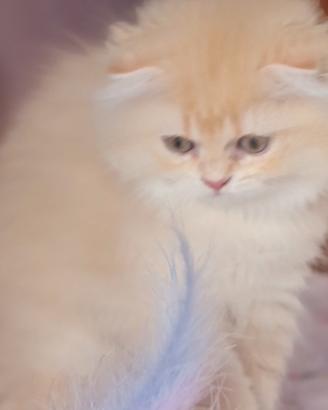 Scottish fold e Highland fold