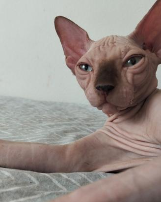 Gatto Sphynx