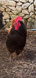 Gallo australorp