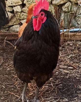 Gallo australorp