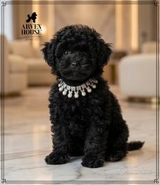 Barboncino nano piccolo maschietto - pedigree ENCI