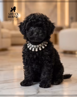 Barboncino nano piccolo maschietto - pedigree ENCI