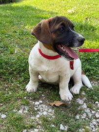 Jack Russell