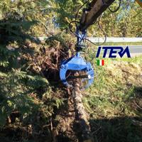 Pinza Legna 80cm +Rotatore Idraulico 10qli