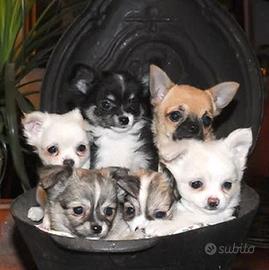 Chihuahua pelo lungo