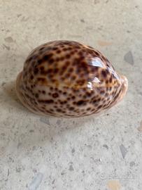 Conchiglie da collezione