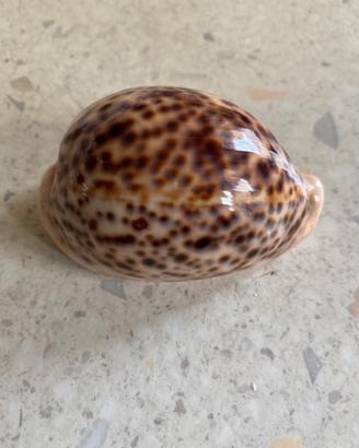 Conchiglie da collezione