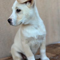 Cuccioli due mesi labrador golden