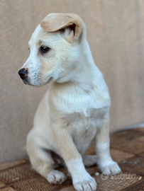 Cuccioli due mesi labrador golden