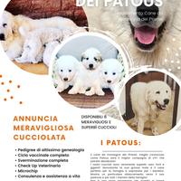 ULTIMI 2 Cuccioli Montagna dei Pirenei Pedigree