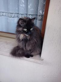 Prrsiana