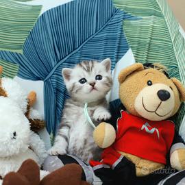 Gattini British shorthair meravigliosi cuccioli