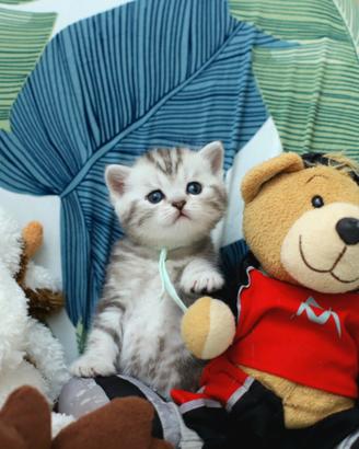 Gattini British shorthair meravigliosi cuccioli