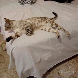 Da riproduzione bengala silver snow lynx