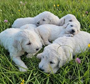 Cuccioli Barbone Grande Mole