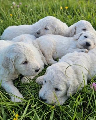 Cuccioli Barbone Grande Mole