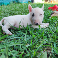 Bull terrier miniature allevamento Platinum Blood